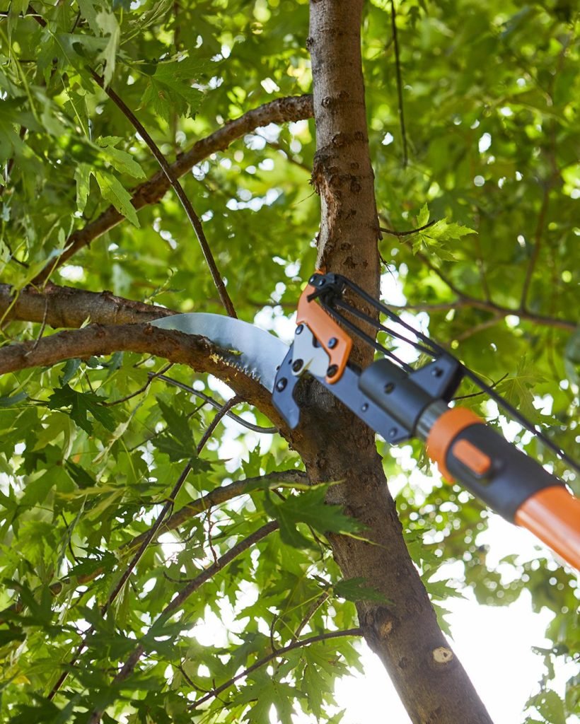pruning-tree-limb-with-tree-saw-5197f15a-b271d97ff9dd46f0bbb74f6351b9ec88